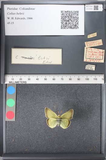 Media type: image;   Entomology 124592